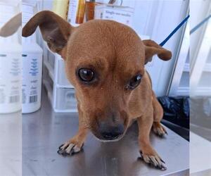 Chihuahua Dogs for adoption in Bakersfield, CA, USA
