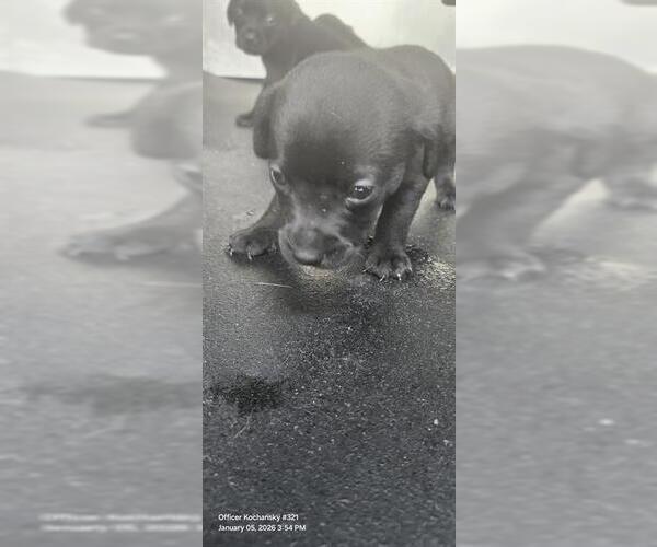 Medium Photo #1 Mutt Puppy For Sale in San Antonio, TX, USA