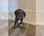 Small #2 Mutt