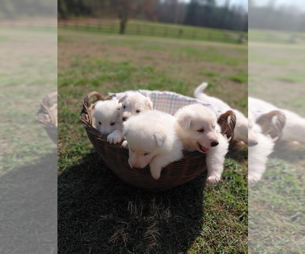 Medium Photo #1 German Shepherd Dog Puppy For Sale in DISPUTANTA, VA, USA