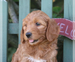 Small Photo #2 Goldendoodle-Poodle (Standard) Mix Puppy For Sale in PARADISE, PA, USA