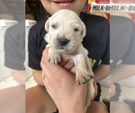 Small Photo #31 Golden Retriever Puppy For Sale in CHARLES TOWN, WV, USA