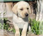 Small #4 Labrador Retriever