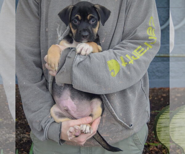 Medium Photo #4 American Staffordshire Terrier-German Shepherd Dog Mix Puppy For Sale in Huntley, IL, USA