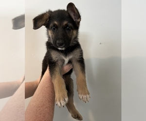 German Shepherd Dog Puppy for sale in METHUEN, MA, USA