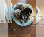 Small #1 Dachshund Mix