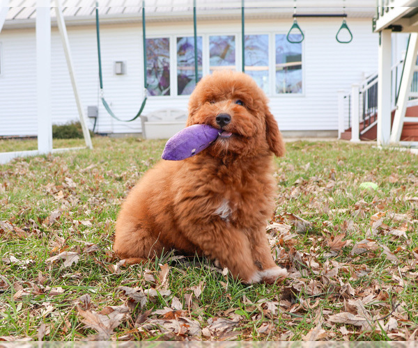 Medium Photo #9 Goldendoodle Puppy For Sale in SYRACUSE, IN, USA