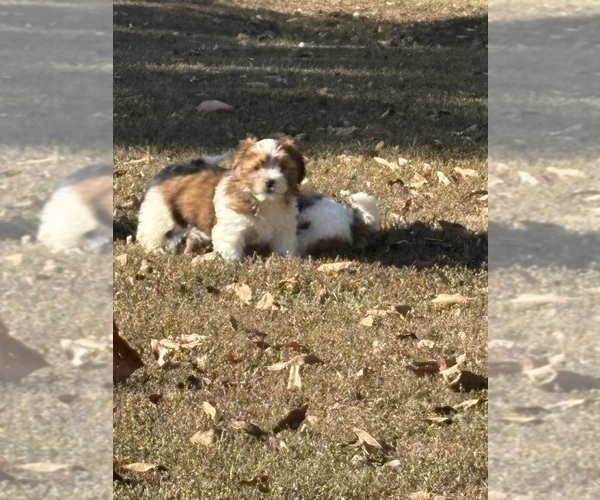 Medium Photo #11 Shorkie Tzu-Yorkshire Terrier Mix Puppy For Sale in CENTRALIA, IL, USA