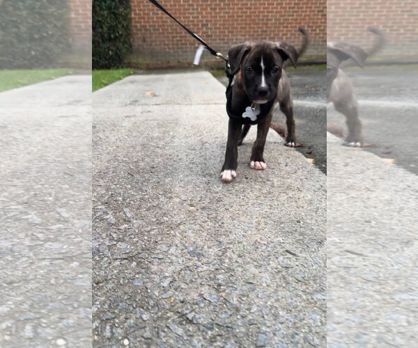 Medium Photo #4 American Staffordshire Terrier-Staffordshire Bull Terrier Mix Puppy For Sale in Holly Springs, NC, USA