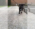 Small #3 American Staffordshire Terrier-Staffordshire Bull Terrier Mix