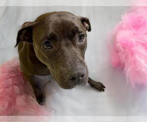 American Pit Bull Terrier-Unknown Mix Dogs for adoption in Tulsa, OK, USA