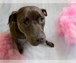 Small Photo #4  Puppy For Sale in , 