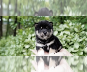 Shiba Inu Puppy for sale in SAN DIEGO, CA, USA
