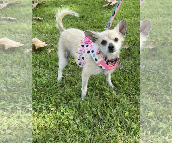 Medium Photo #2 Mutt Puppy For Sale in Menifee, CA, USA