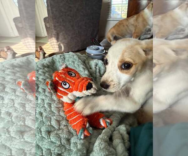 Medium Photo #4 Jack Russell Terrier Puppy For Sale in Oakhurst, NJ, USA