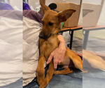 Small #3 Airedale Terrier Mix