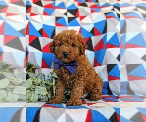 Medium Photo #1 Goldendoodle (Miniature) Puppy For Sale in LINCOLN UNIVERSITY, PA, USA