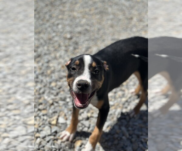 Medium Photo #5 Staffordshire Bull Terrier-Unknown Mix Puppy For Sale in Corning, AR, USA