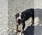 Small #4 Staffordshire Bull Terrier Mix
