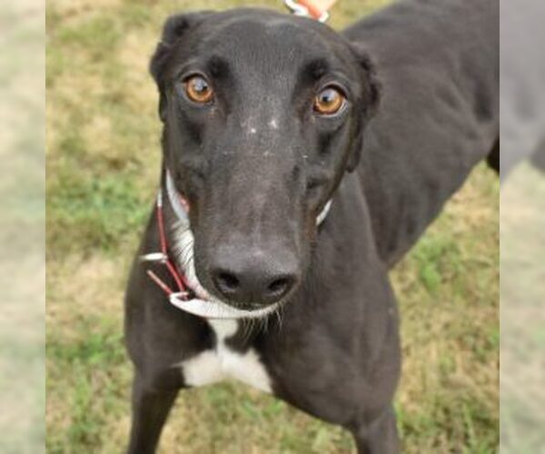 Medium Photo #1 Greyhound Puppy For Sale in Grandville, MI, USA
