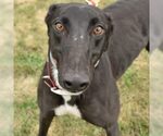 Small Greyhound