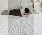 Small Photo #11 Boston Terrier Puppy For Sale in ELK GROVE, CA, USA
