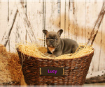Small Photo #4 French Bulldog Puppy For Sale in NEW SMYRNA, FL, USA