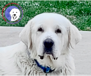 Great Pyrenees Dogs for adoption in Spring, TX, USA