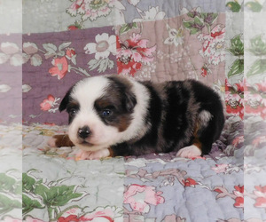 Miniature Australian Shepherd Puppy for sale in HARRISON, OH, USA