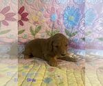 Small Photo #3 Poodle (Standard) Puppy For Sale in HOMER, IL, USA