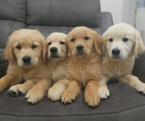 Medium Photo #1 English Cream Golden Retriever Puppy For Sale in SACRAMENTO, CA, USA