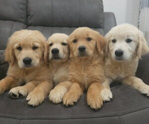 English Cream Golden Retriever Puppy for sale in SACRAMENTO, CA, USA
