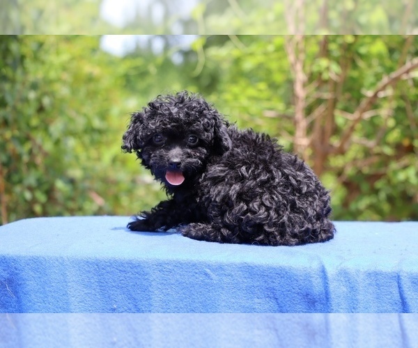 Medium Photo #3 Poodle (Toy) Puppy For Sale in DYERSBURG, TN, USA