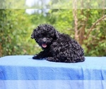 Small #2 Poodle (Toy)