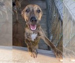 Small #3 Black Mouth Cur Mix