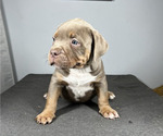 Small Photo #2 American Bully Puppy For Sale in MABLETON, GA, USA