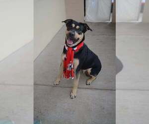 Rottweiler-Unknown Mix Dogs for adoption in McKinney, TX, USA