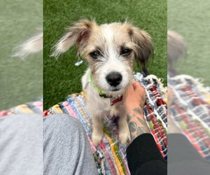 Mutt Dogs for adoption in San Diego, CA, USA