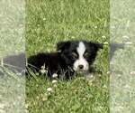 Puppy Obsidian Miniature Australian Shepherd