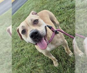 FAWN DUE - Female Mutt Dog for Adoption - Photo #2