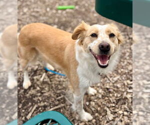 Mutt Dogs for adoption in Waterford, VA, USA