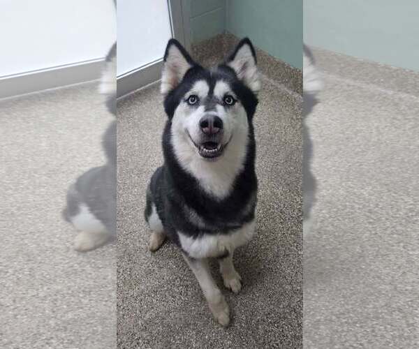 Medium Photo #1 Siberian Husky Puppy For Sale in Martinsburg, WV, USA