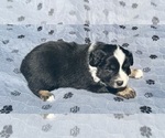 Small #5 Australian Shepherd
