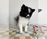 Small #3 Pomeranian