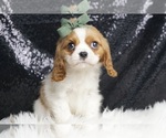 Puppy Lasso Cavalier King Charles Spaniel