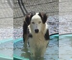 Small #1 Australian Shepherd