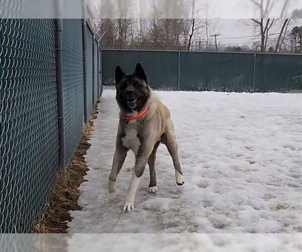 Medium Photo #1 Akita Puppy For Sale in Springfield, MA, USA