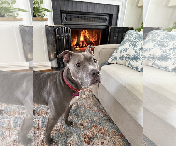 Medium Photo #5 American Pit Bull Terrier Puppy For Sale in Alexandria, VA, USA