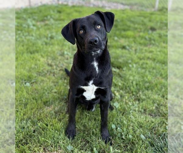 Medium Photo #1 Labrador Retriever Puppy For Sale in Modesto, CA, USA