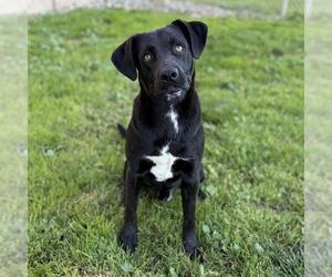 Labrador Retriever Dogs for adoption in Modesto, CA, USA